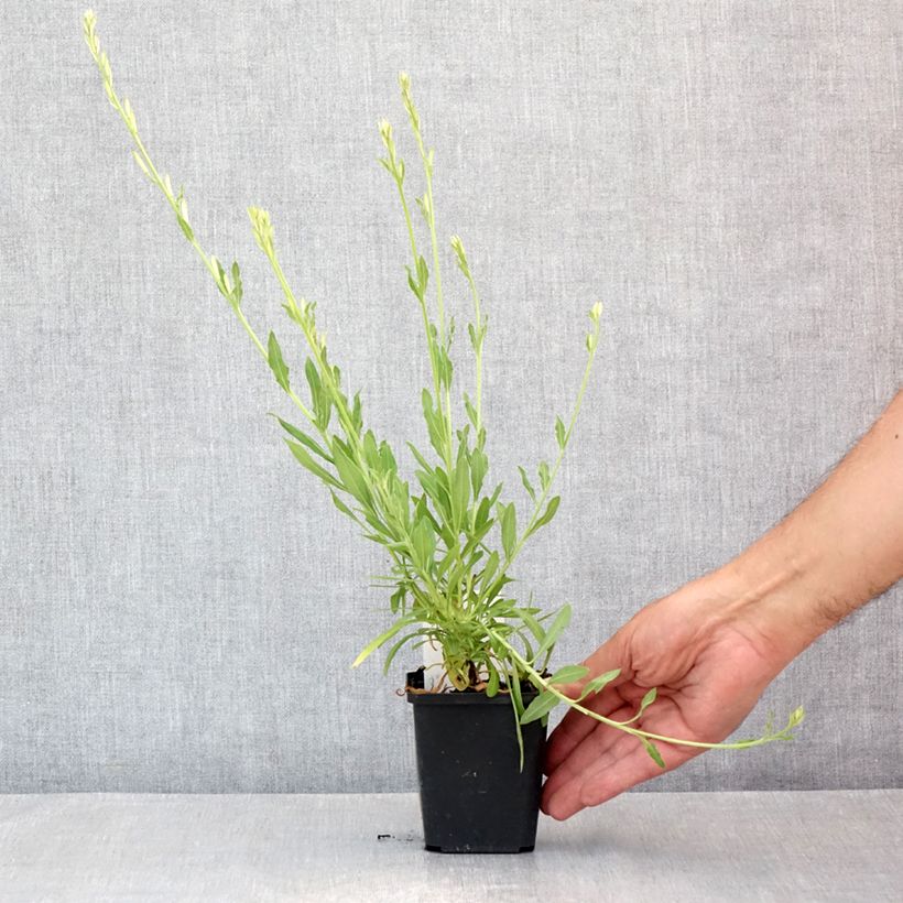Exemplar von Prachtkerze Snowbird - Gaura lindheimeri Kleine Töpfe von 8/9 cm wie im Sommer geliefert