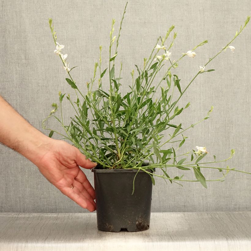 Exemplar von Prachtkerze Snowbird - Gaura lindheimeri Topf mit 2L/3L wie im Sommer geliefert