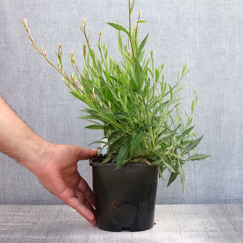 Exemplar von Prachtkerze Whirling Butterflies - Gaura lindheimeri Topf mit 2L/3L wie im Sommer geliefert