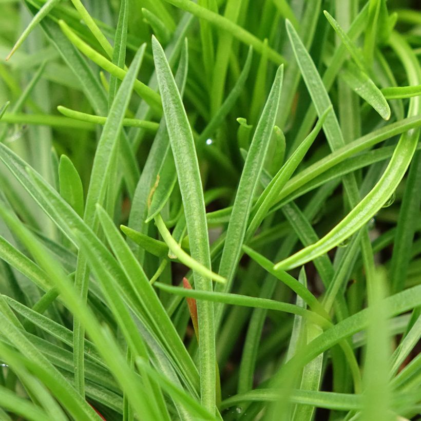 Armeria Ornament - Strand-Grasnelke (Laub)