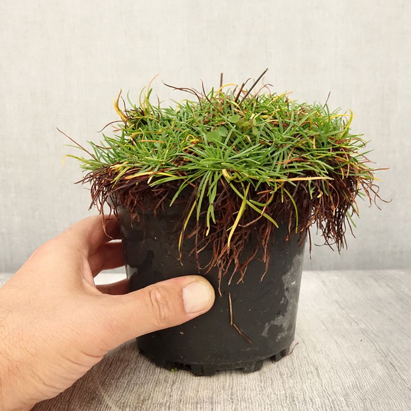 Exemplar von Armeria maritima Alba - Strand-Grasnelke Topf mit 2L/3L wie im Sommer geliefert