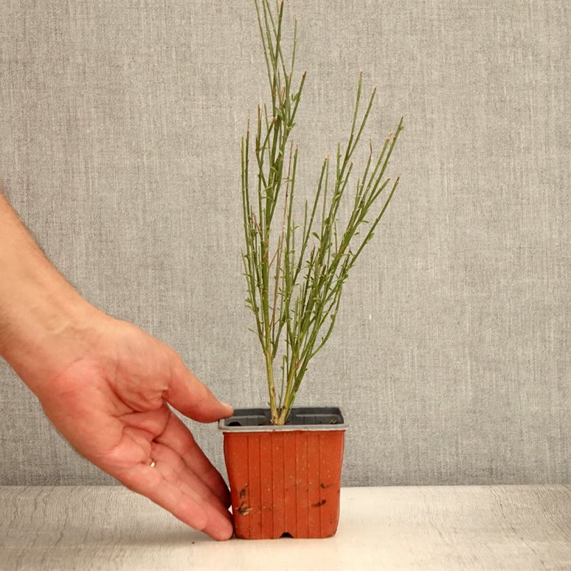 Exemplar von Edelginster Luna - Cytisus scoparius Kleine Töpfe von 8/9 cm wie im Sommer geliefert