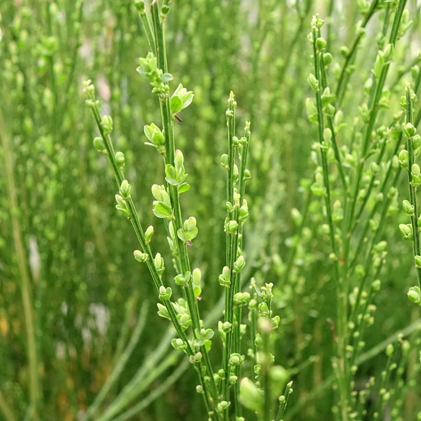 Edelginster Vanesse - Cytisus scoparius (Laub)