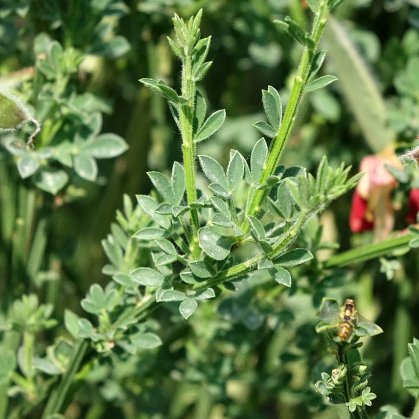 Edelginster Palette - Cytisus scoparius (Laub)