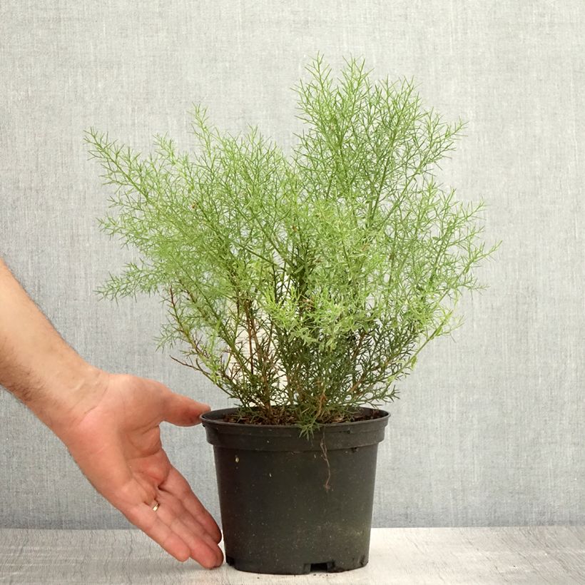 Exemplar von Spanischer Ginster - Genista hispanica Topf mit 2L/3L wie im Sommer geliefert