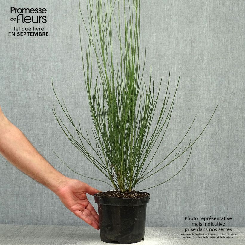 Exemplar von Elfenbeinginster Albus - Cytisus praecox Topf mit 2L/3L wie im Herbst geliefert