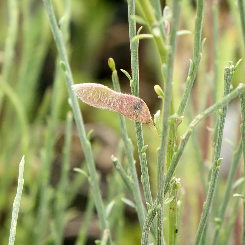 Elfenbeinginster - Cytisus praecox (Ernte)