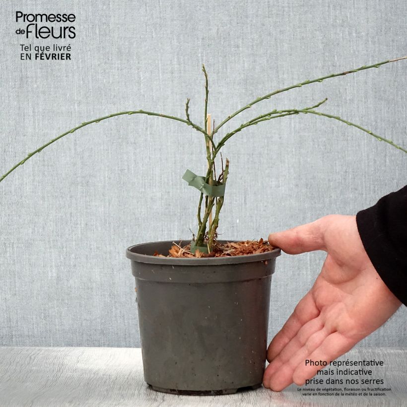 Exemplar von Cytisus kewensis - Zwerg-Elfenbeinginster Topf mit 2L/3L wie im Winter geliefert