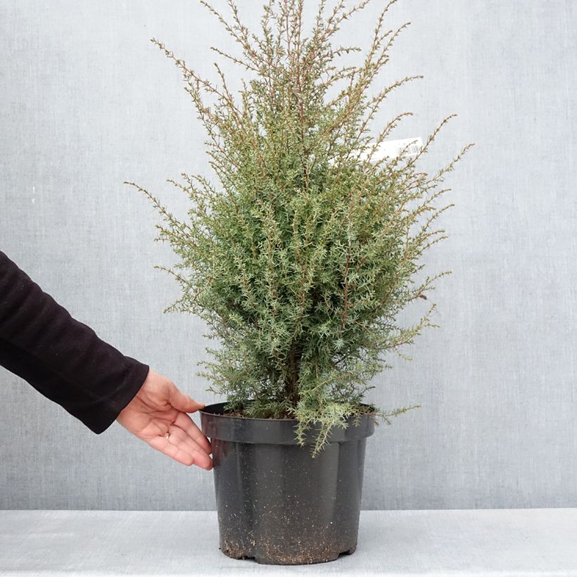 Exemplar von Juniperus communis Hibernica Topf mit 7,5L/10LGelieferte Höhe ca. 50/60cm wie im Frühjahr geliefert