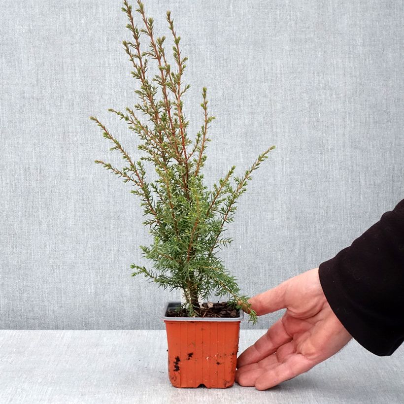 Exemplar von Juniperus communis Hibernica Kleine Töpfe von 8/9 cm wie im Frühjahr geliefert