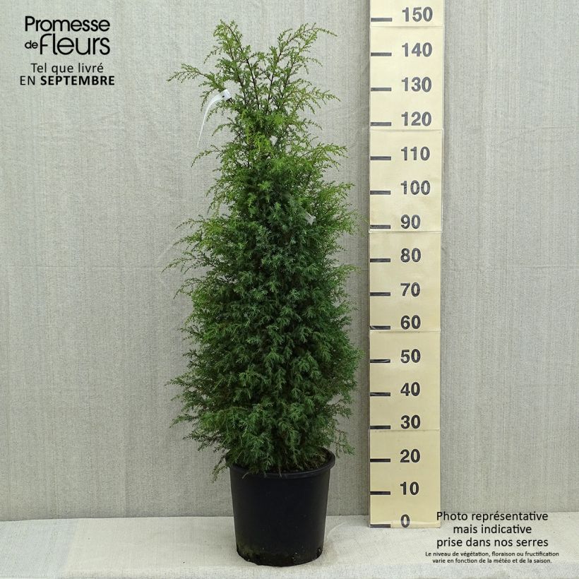 Exemplar von Juniperus communis Pyramidalis Topf mit 12L/15L wie im Sommer geliefert