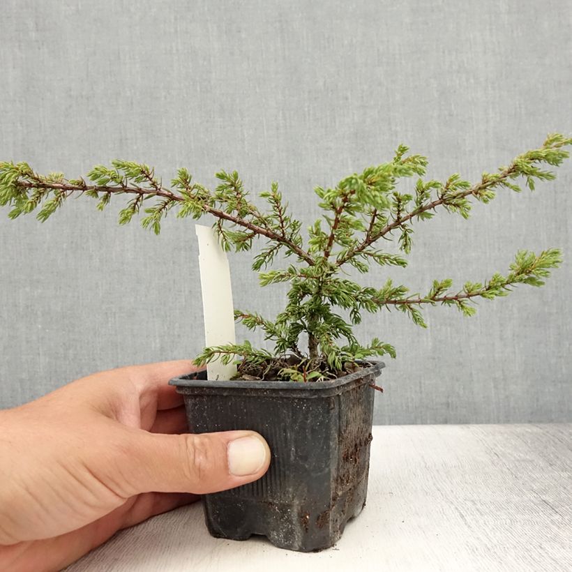 Exemplar von Juniperus communis Repanda Kleine Töpfe von 8/9 cm wie im Sommer geliefert