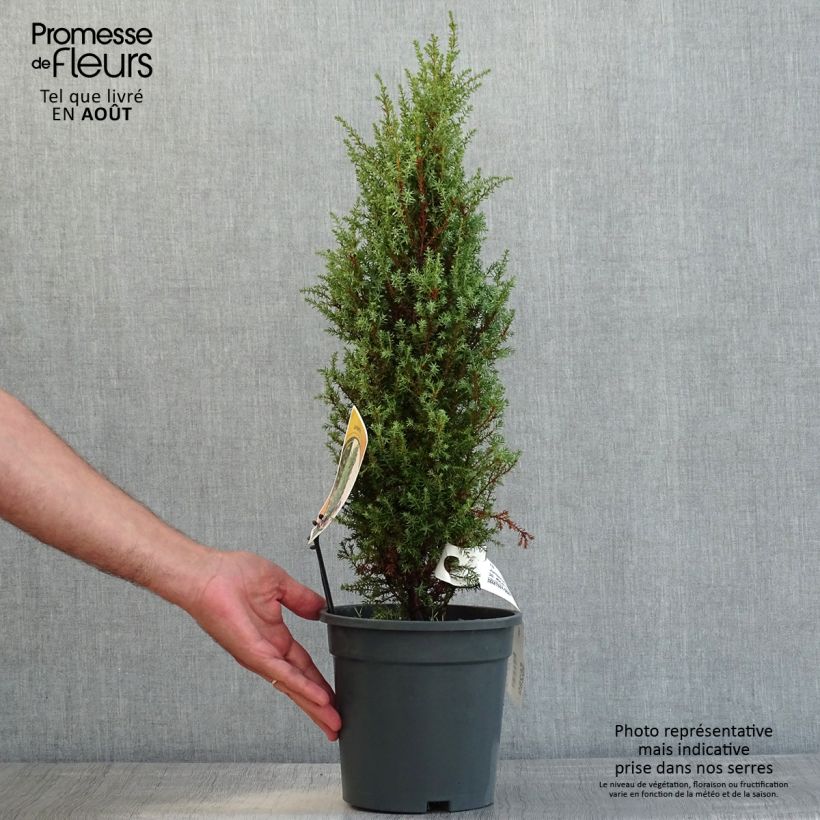 Exemplar von Juniperus communis Compressa Topf mit 2L/3L wie im Sommer geliefert