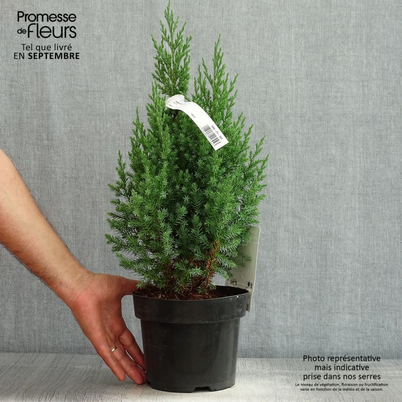 Exemplar von Juniperus chinensis Stricta Topf mit 2L/3L wie im Sommer geliefert