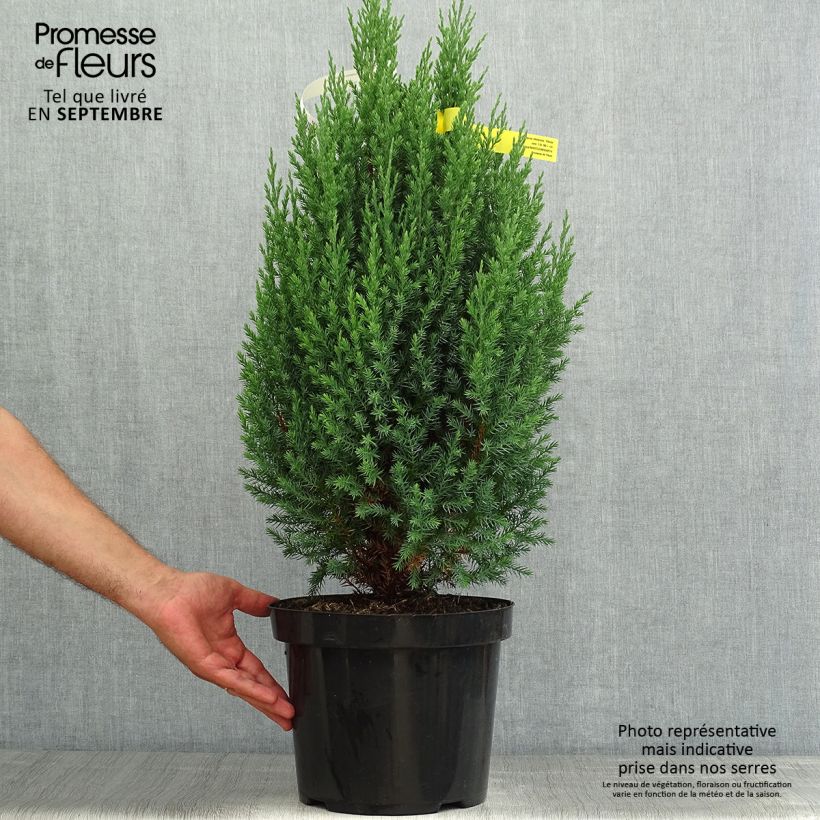 Exemplar von Juniperus chinensis Stricta Topf mit 7,5L/10L wie im Sommer geliefert