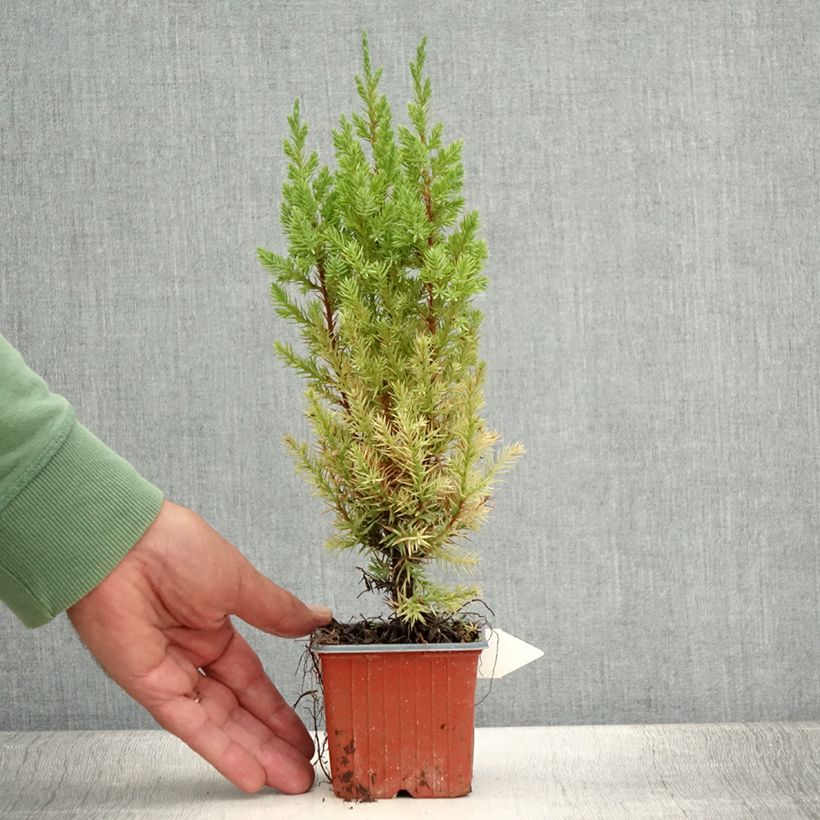 Exemplar von Juniperus chinensis Stricta Kleine Töpfe von 8/9 cm wie im Sommer geliefert