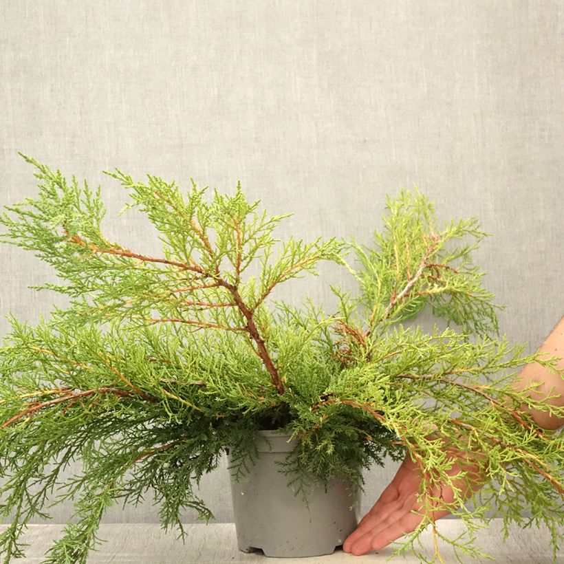 Exemplar von Juniperus media Pfitzeriana Topf mit 2L/3L wie im Sommer geliefert