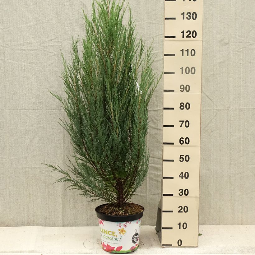 Exemplar von Juniperus scopulorum Blue Arrow Topf mit 6L/7L wie im Sommer geliefert