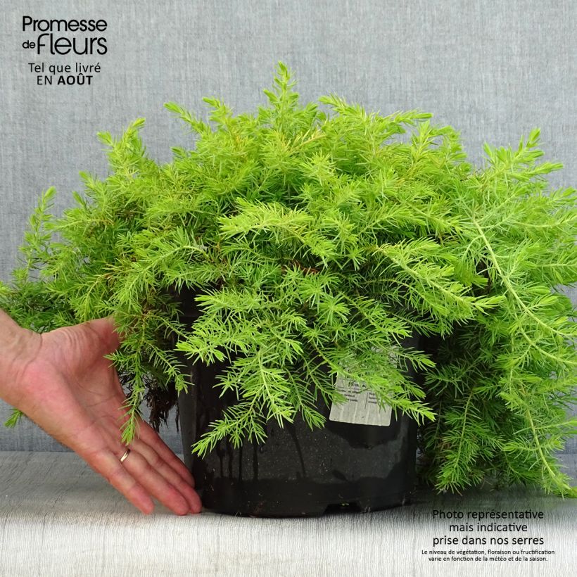Exemplar von Juniperus conferta All Gold Topf mit 7,5L/10L wie im Sommer geliefert