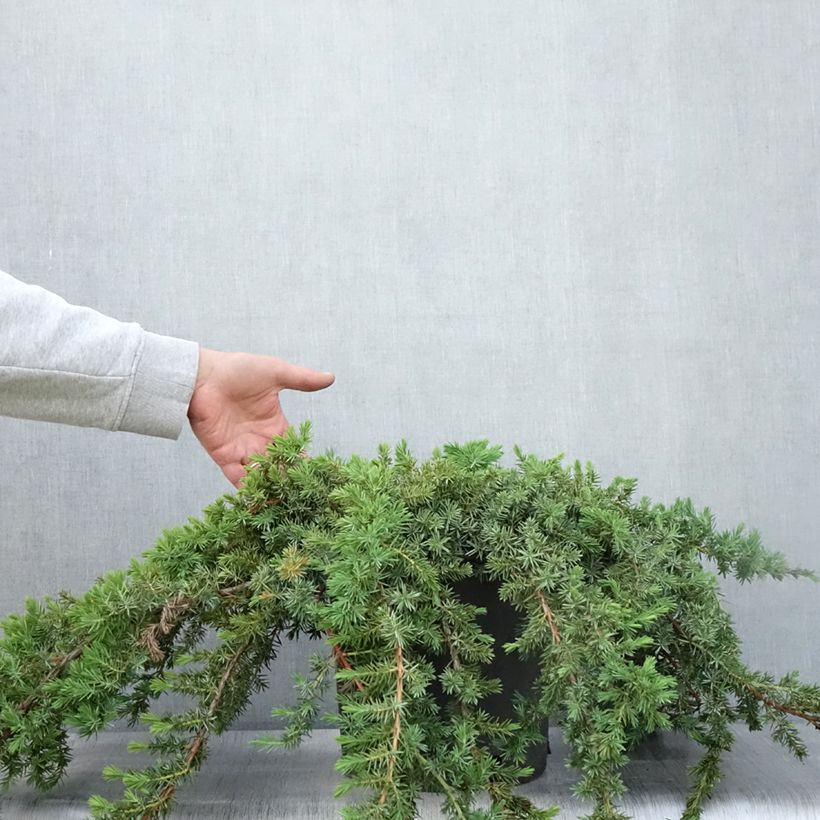 Exemplar von Juniperus conferta Blue Pacific Topf mit 7,5L/10L wie im Sommer geliefert