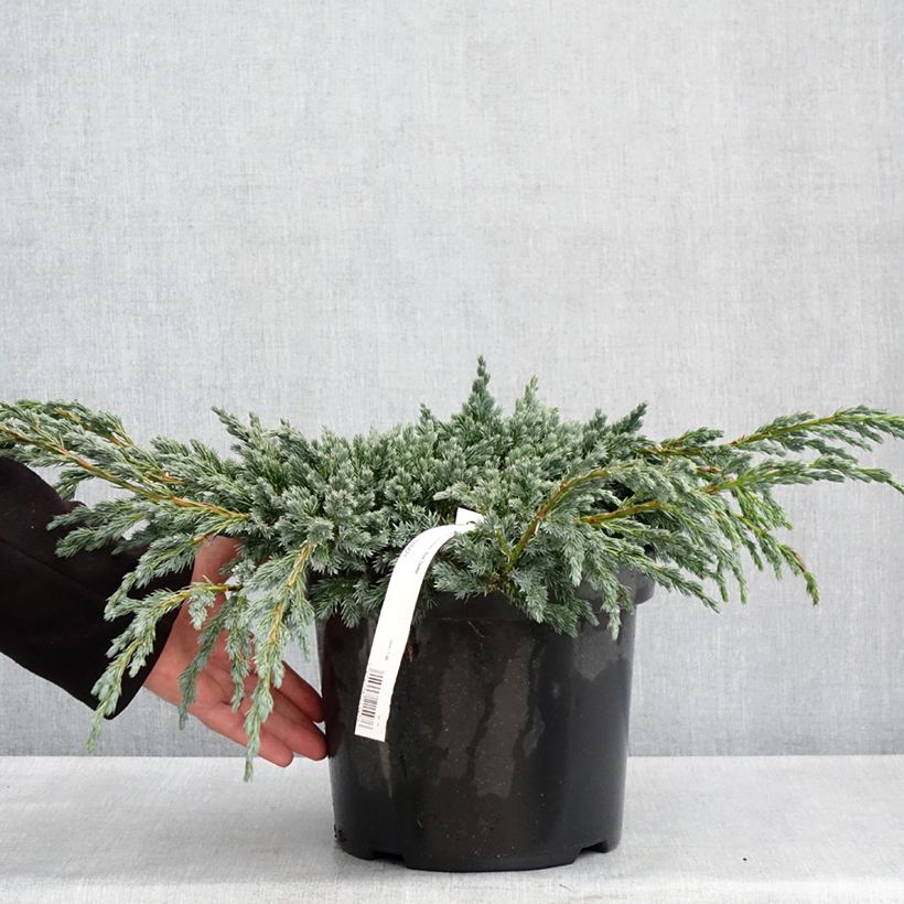 Exemplar von Juniperus squamata Blue Spider Topf mit 7,5L/10LGelieferte Höhe ca. 30/40cm wie im Frühjahr geliefert