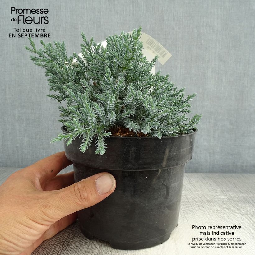 Exemplar von Juniperus squamata Tropical Blue Topf mit 2L/3L wie im Sommer geliefert