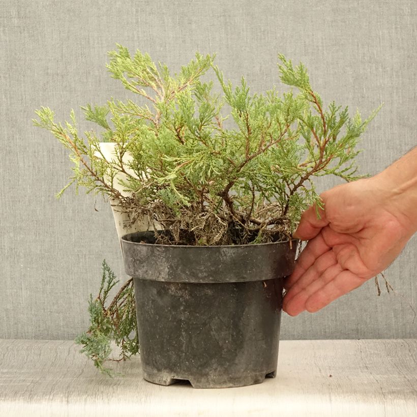 Exemplar von Juniperus horizontalis Agnieszka Topf mit 2L/3L wie im Sommer geliefert