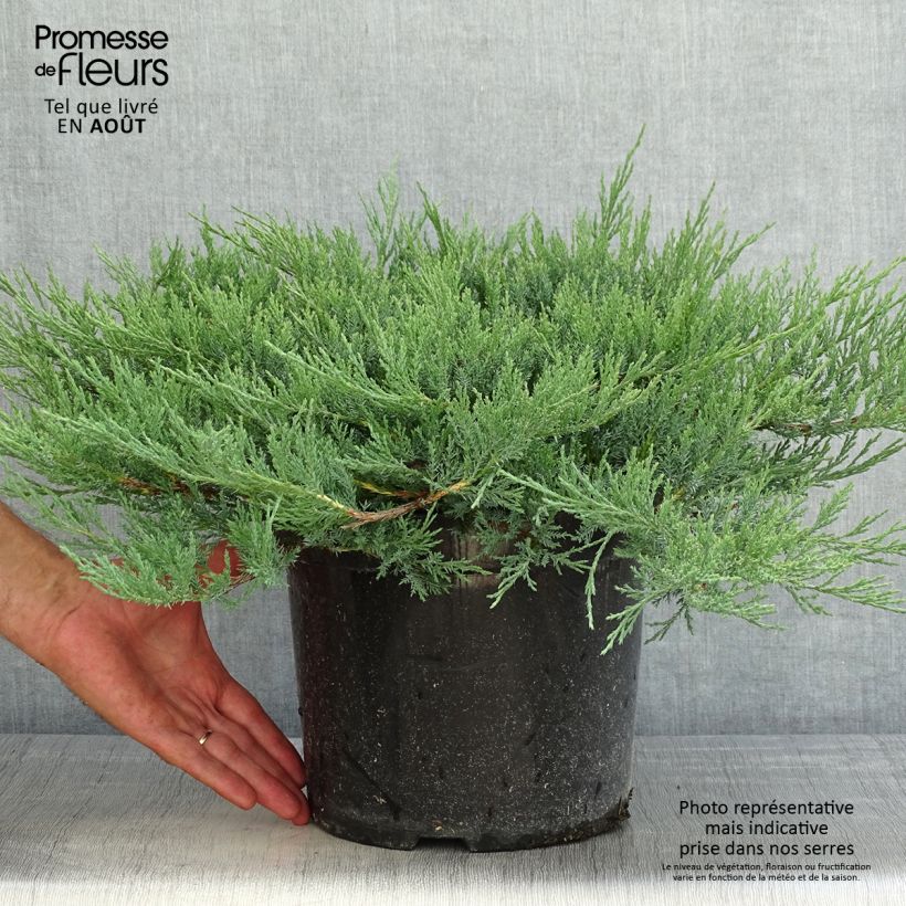 Exemplar von Juniperus horizontalis Agnieszka Topf mit 7,5L/10L wie im Sommer geliefert