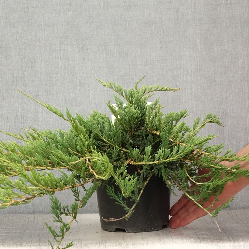 Exemplar von Juniperus horizontalis Jade River Topf mit 2L/3L wie im Sommer geliefert