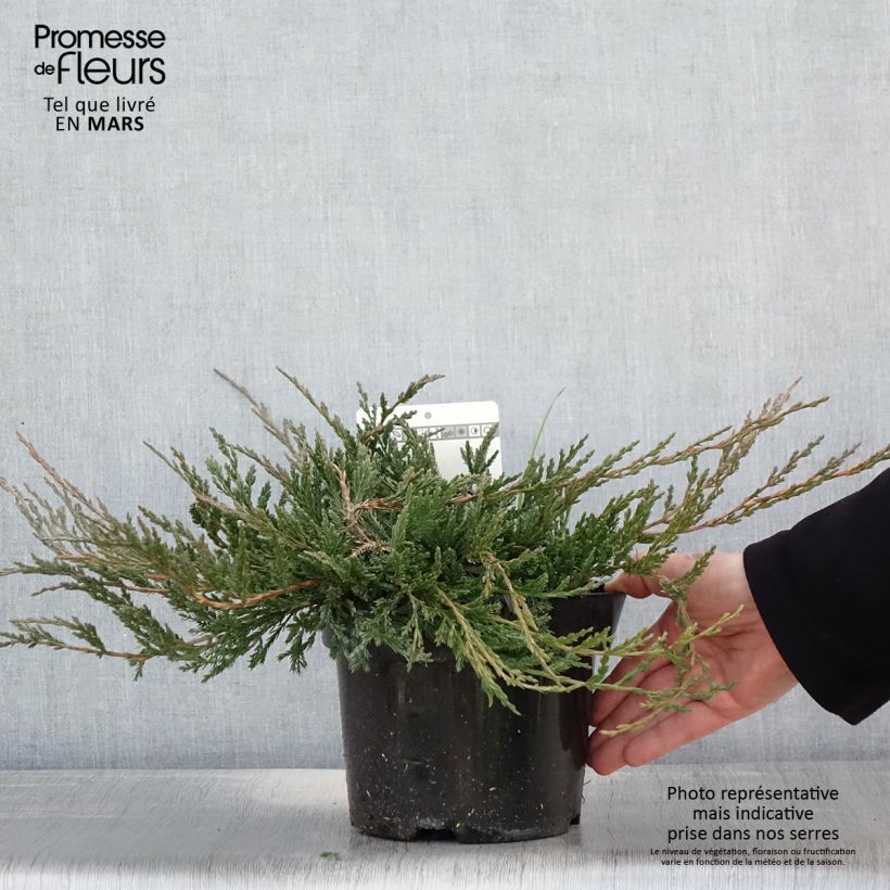 Exemplar von Juniperus horizontalis Jade River Topf mit 2L/3LGelieferte Höhe ca. 30/40cm wie im Frühjahr geliefert