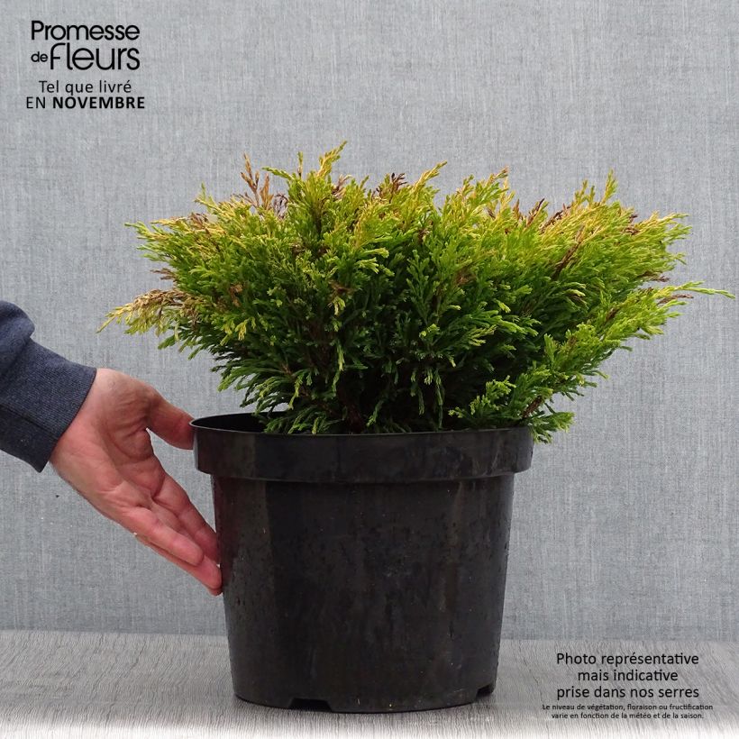 Exemplar von Juniperus horizontalis Limeglow Topf mit 7,5L/10L wie im Herbst geliefert