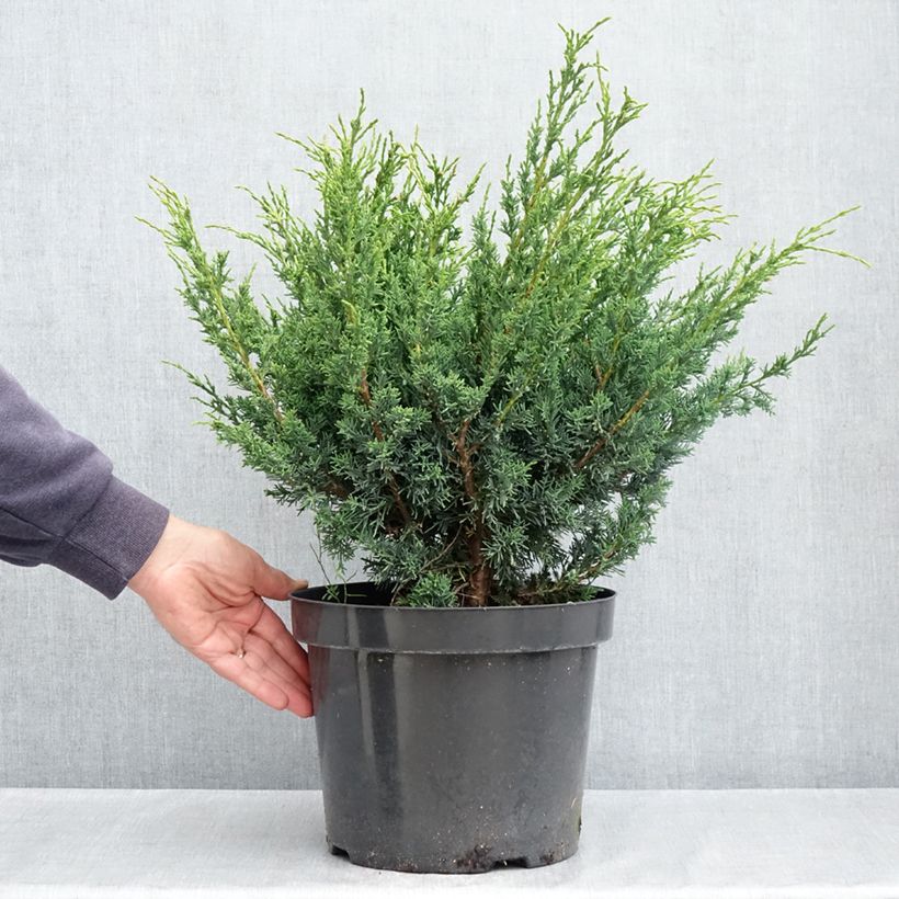 Exemplar von Juniperus chinensis Blaauw Topf mit 7,5L/10L wie im Frühjahr geliefert