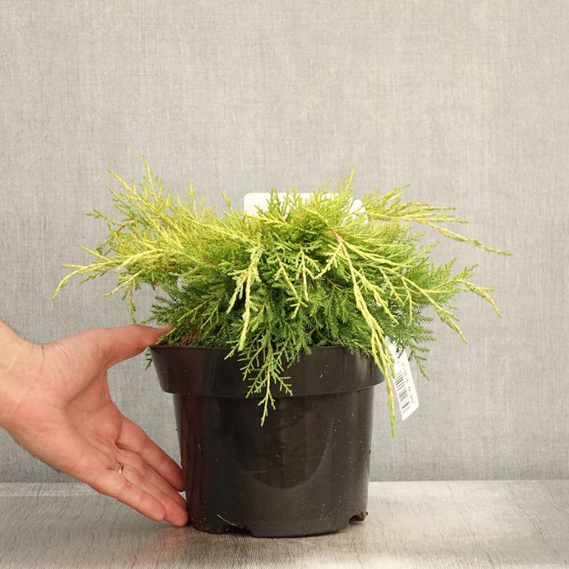 Exemplar von Juniperus pfitzeriana King of Spring Topf mit 2L/3L wie im Herbst geliefert