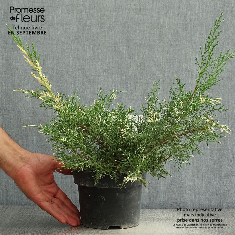 Exemplar von Juniperus pfitzeriana White Splash Topf mit 2L/3L wie im Sommer geliefert