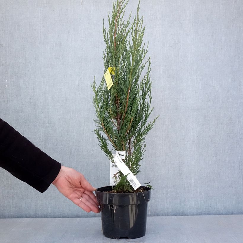 Exemplar von Juniperus scopulorum Moonglow Topf mit 2L/3LGelieferte Höhe ca. 50/60cm wie im Frühjahr geliefert
