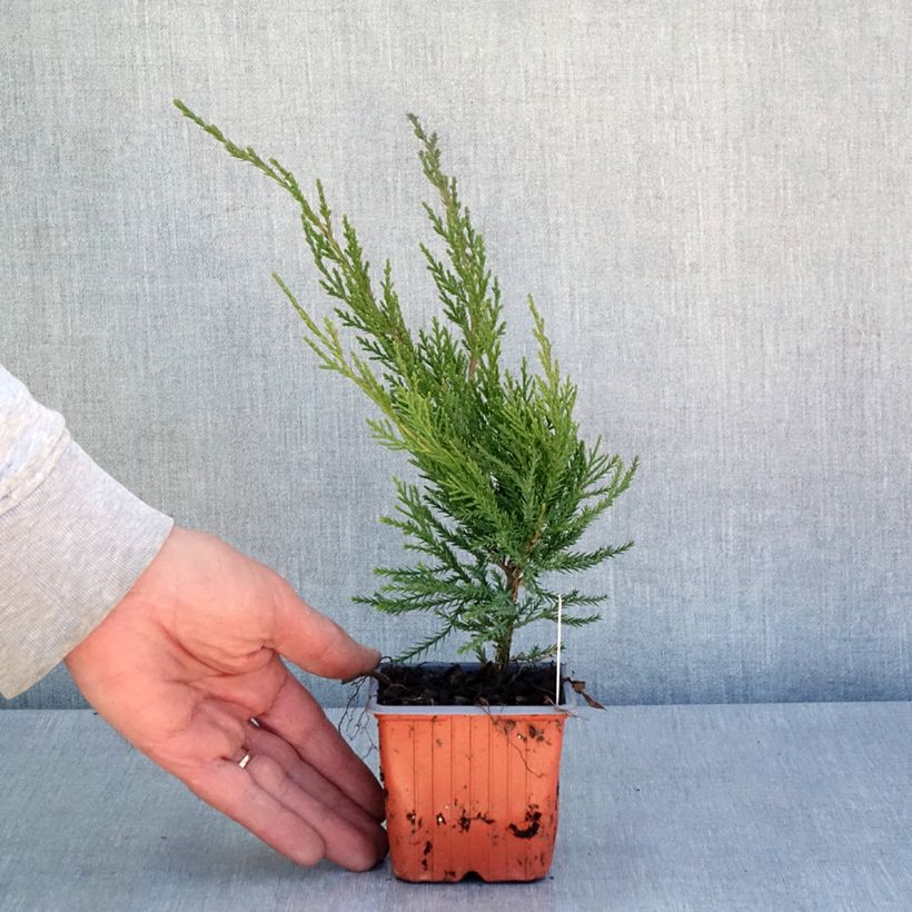 Exemplar von Juniperus media Mint Julep Kleine Töpfe von 8/9 cm wie im Frühjahr geliefert