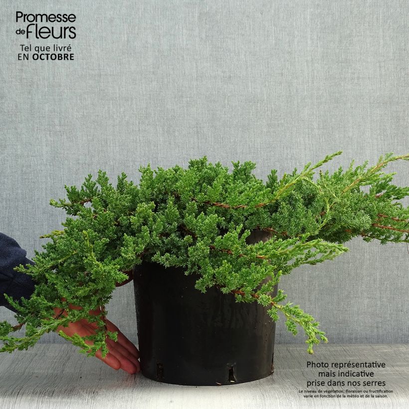 Exemplar von Juniperus procumbens Nana Topf mit 7,5L/10L wie im Herbst geliefert