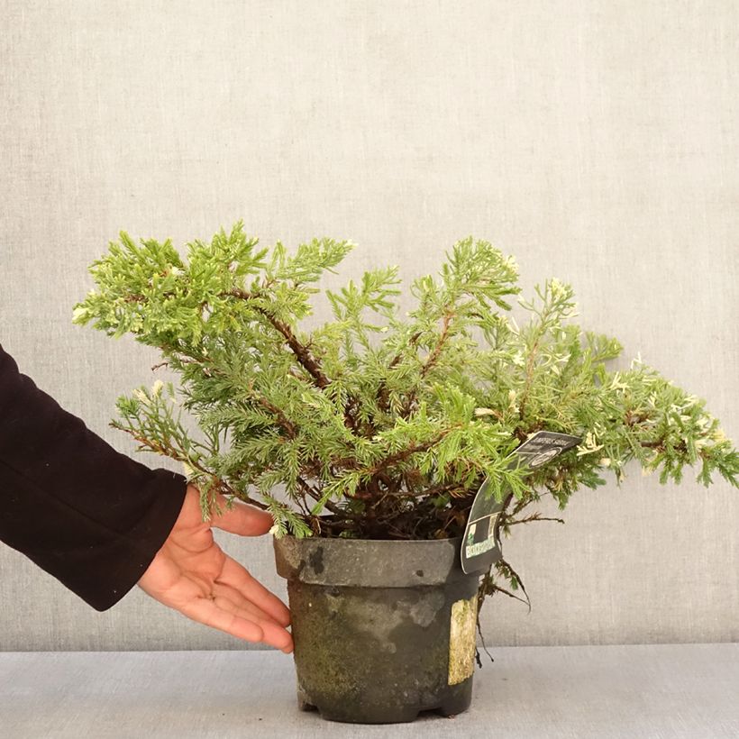 Exemplar von Juniperus sabina Variegata Topf mit 2L/3LGelieferte Höhe ca. 30/40cm wie im Frühjahr geliefert