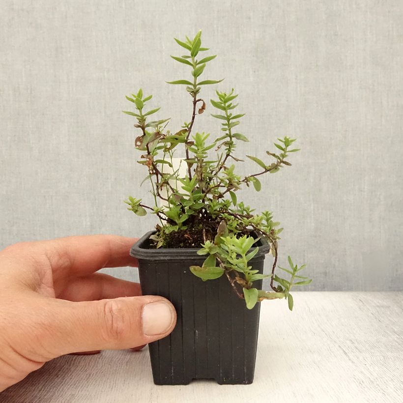 Exemplar von Gentiana makinoi Blue Star - Enzian Kleine Töpfe von 8/9 cm wie im Sommer geliefert