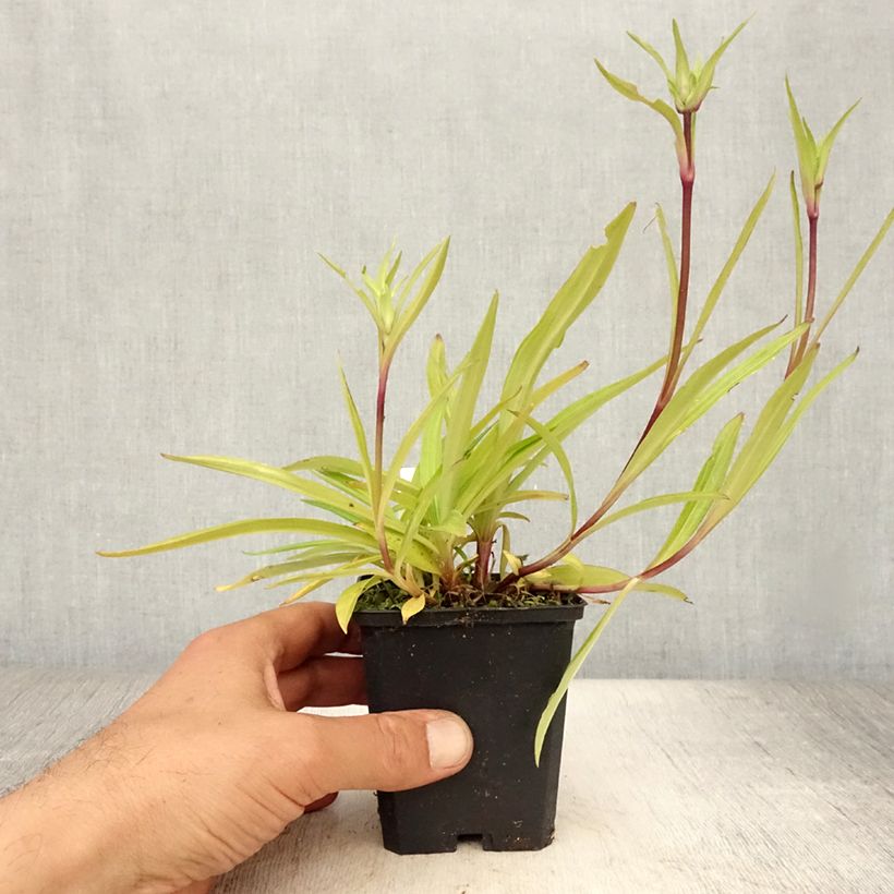 Exemplar von Gentiana dahurica - Dahurischer Enzian Kleine Töpfe von 8/9 cm wie im Sommer geliefert