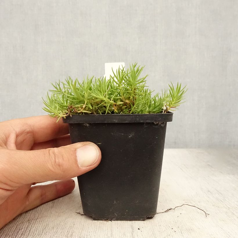 Exemplar von Gentiana sino-ornata - Stängelloser Enzian Kleine Töpfe von 8/9 cm wie im Sommer geliefert