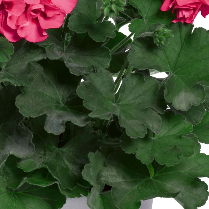 Zonal-Pelargonie TwoinOne Hot Pink Splash - Pelargonium (Laub)