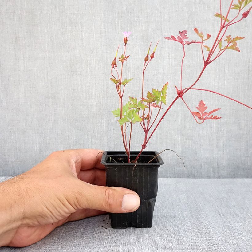Exemplar von Geranium robertianum - Storchschnabel Kleine Töpfe von 8/9 cm wie im Sommer geliefert