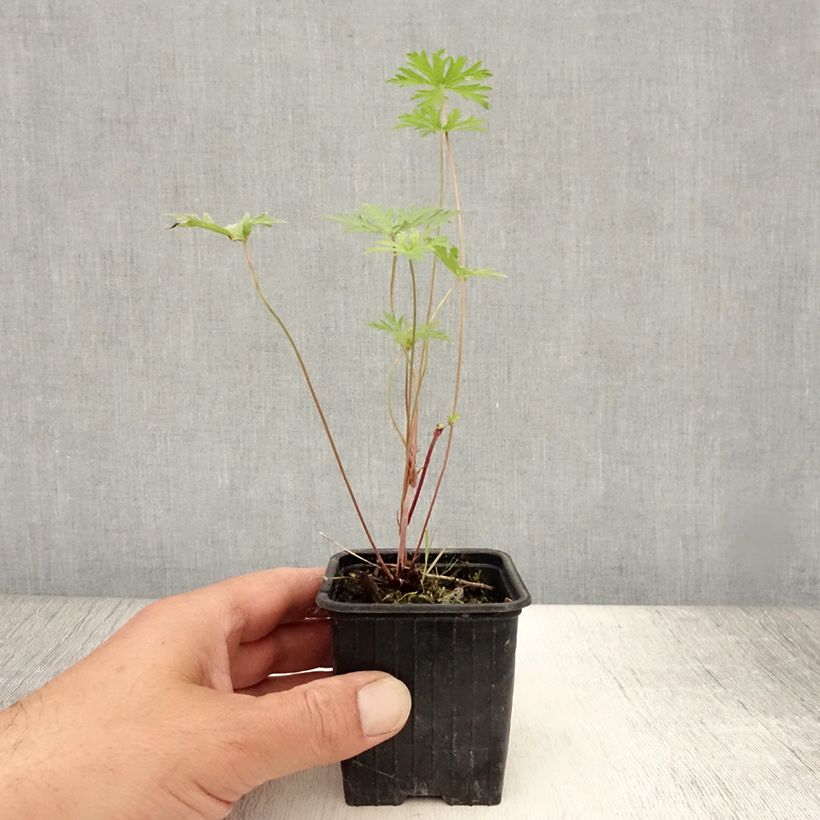 Exemplar von Storchschnabel Blue Cloud - Geranium Kleine Töpfe von 8/9 cm wie im Sommer geliefert
