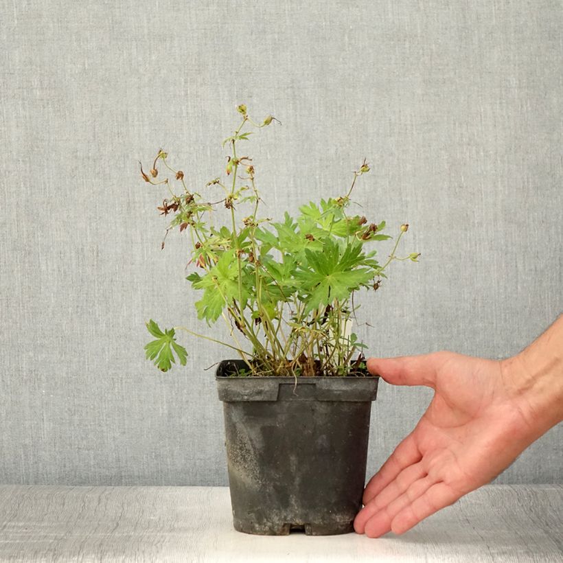 Exemplar von Storchschnabel Blue Sunrise - Geranium Topf mit 2L/3L wie im Sommer geliefert