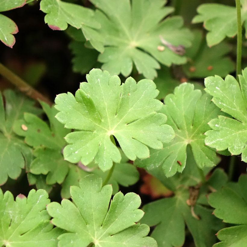 Geranium cantabrigiense Cambridge - Cambridge Storchschnabel (Laub)