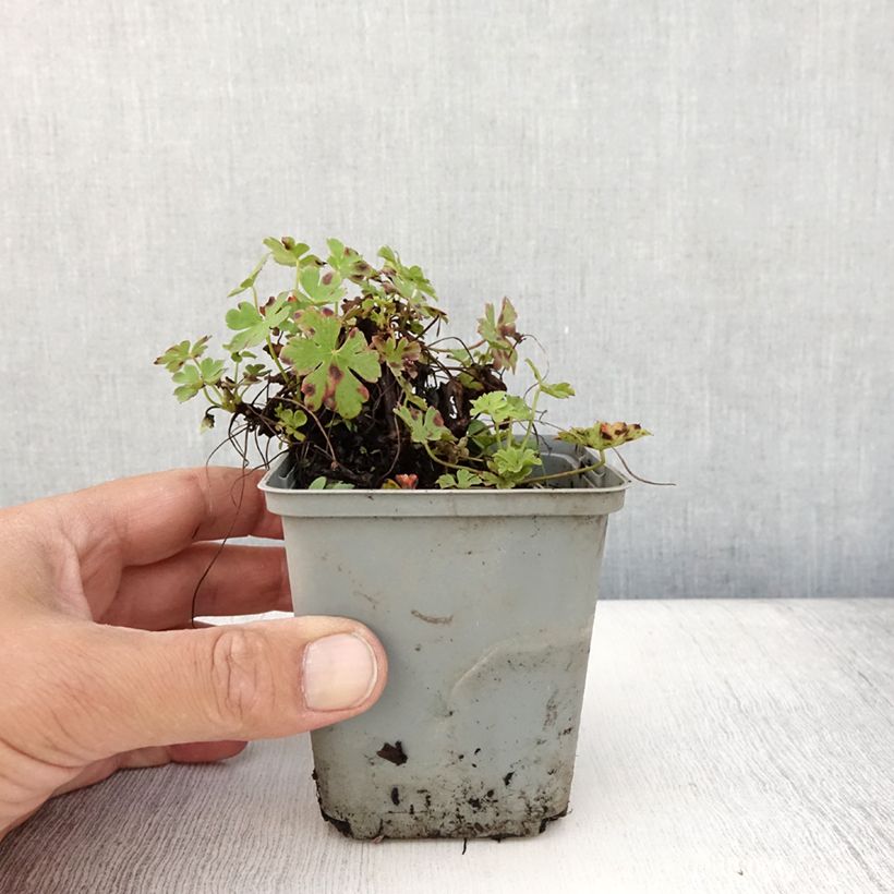 Exemplar von Geranium cantabrigiense Cambridge - Cambridge Storchschnabel Kleine Töpfe von 8/9 cm wie im Sommer geliefert