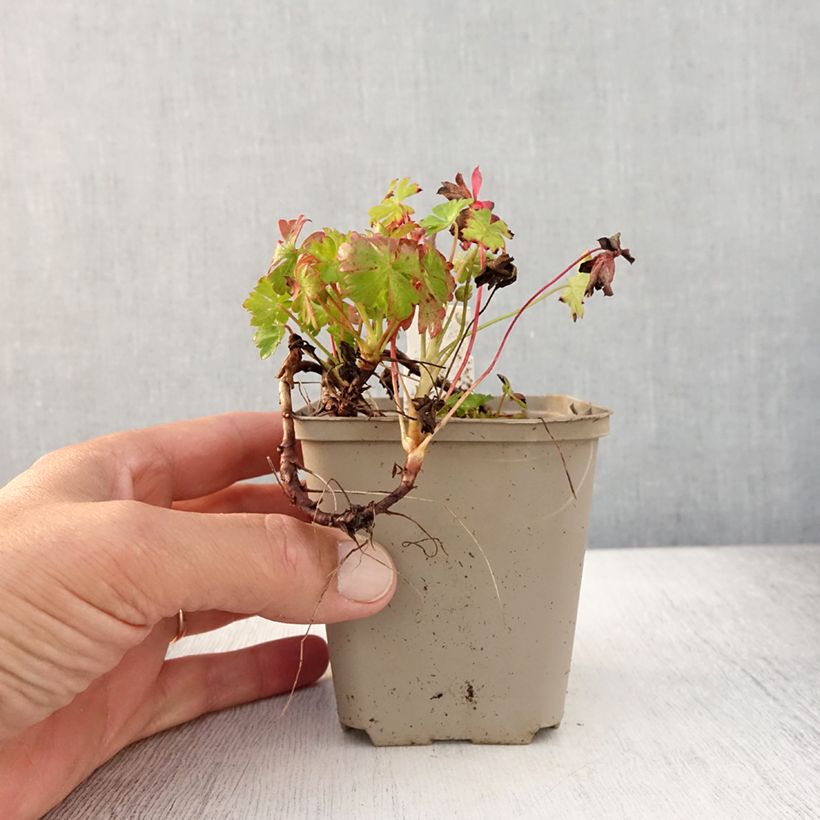 Exemplar von Geranium cantabrigiense Westray - Cambridge Storchschnabel Kleine Töpfe von 8/9 cm wie im Sommer geliefert