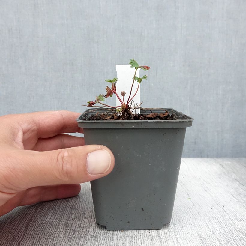 Exemplar von Geranium cinereum Jolly Jewel Hot Pink - Aschgrauer Storchschnabel Kleine Töpfe von 8/9 cm wie im Sommer geliefert