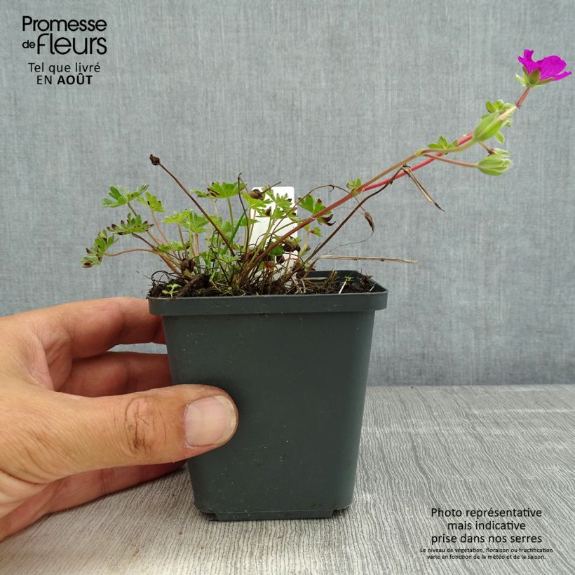 Exemplar von Geranium cinereum v. subcaulescens - Aschgrauer Storchschnabel Kleine Töpfe von 8/9 cm wie im Sommer geliefert